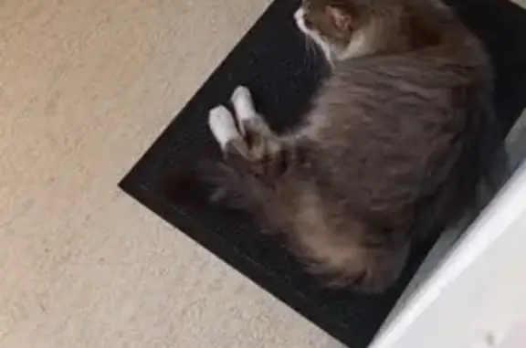 Chatte tigrée perdue à Guérande - photo