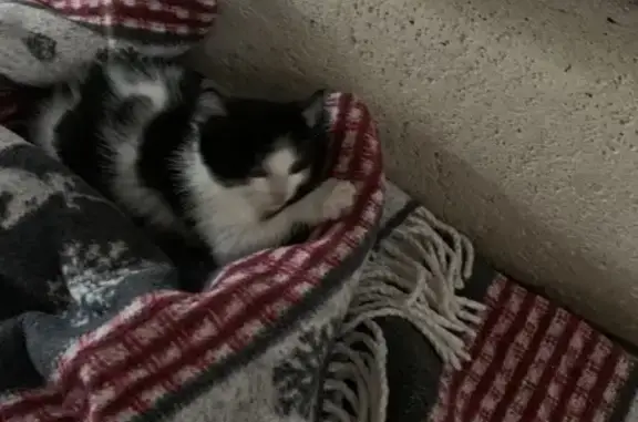 Chaton noir et blanc trouvé - photo