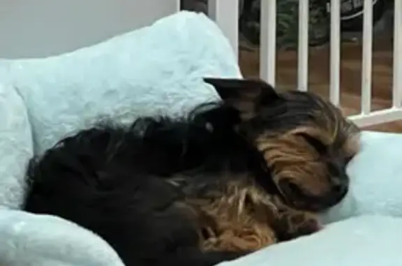 Lost Yorkie Alert: Tenney St, Methuen - Help!