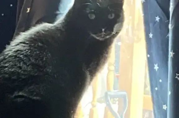 Lost Black Cat in Round Lake Beach - Help!