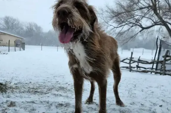 Lost Golden Doodle - Deborah Dr, Salina - Help!