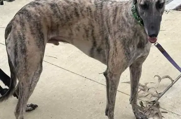 Lost Greyhound: Urgent Meds Needed! Seen Knox