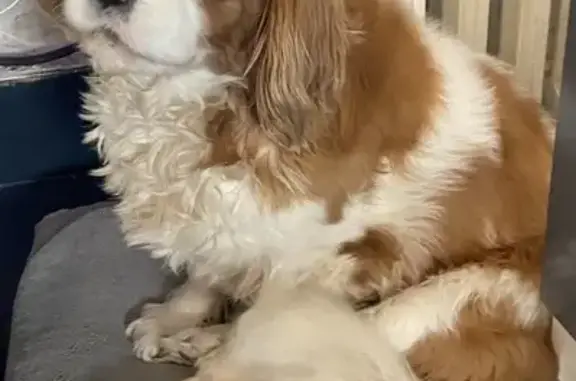 Chien perdu Nevers, photo : Chien Cavalier perdu à Nevers