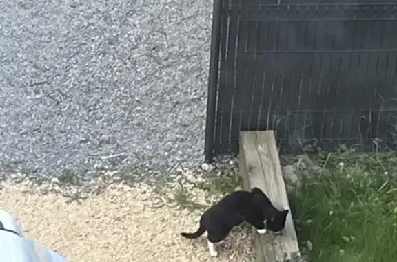 Chat errant cherche refuge - photo