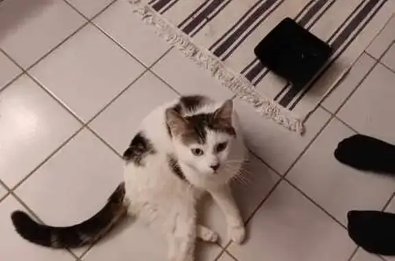 Chat blanc/tigré trouvé affamé - photo