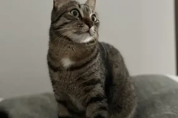 Chat perdu, Le Touquet-Paris-Plage, photo: Chat Perdu au Touquet-Paris-Plage