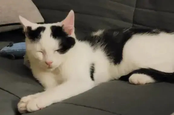 Chat trouvé , photo: Chat perdu à Chaumousey #65