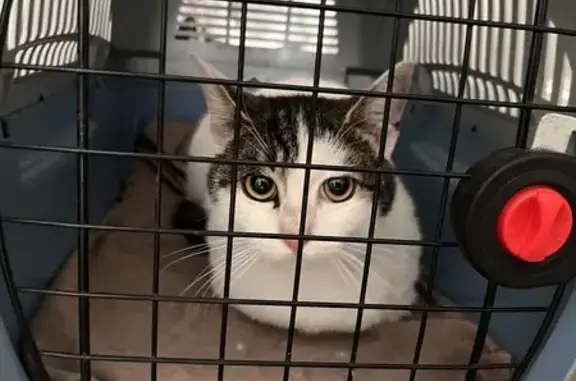 Animaux trouvés Doullens, photo: Chat perdu: Doux, petit, Ruelle Taillis