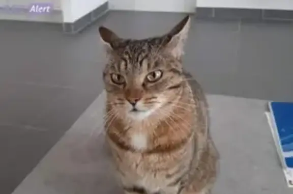Animaux perdus , photo: Chatte tigrée perdue à Golbey
