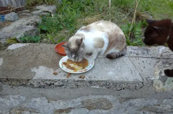 Animaux perdus Couzeix, photo: Chatte claire disparue à Couzeix