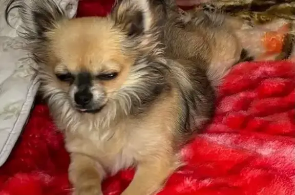 Chien perdu , photo : Chihuahua marron volé à Plachy-Buyon
