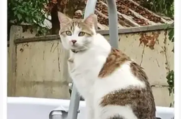 Chat perdu, Le Bouscat, photo: Chat blanc tacheté perdu au Bouscat