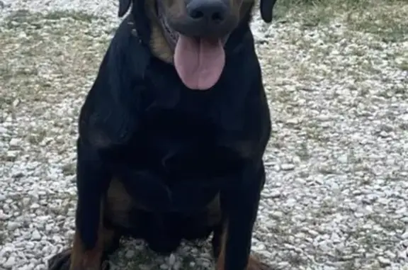 Chien perdu , photo : Chien Beauceron perdu à Précy