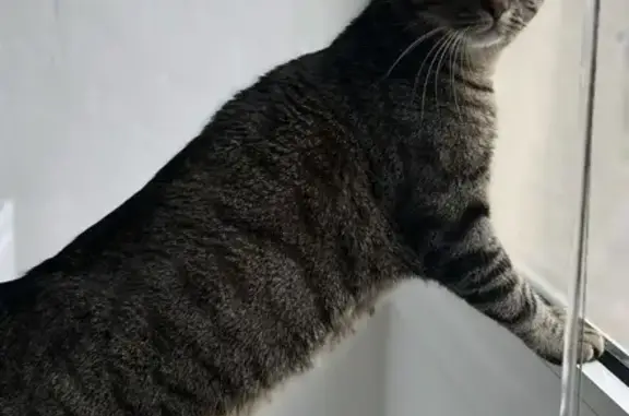 Chat perdu, Chalon-sur-Saône, photo: Aïko, chat pucé, perdu🐈