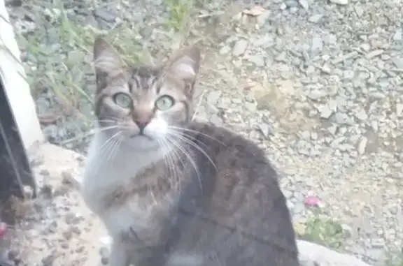 Chat(te) jeune trouvé à Brive-la-G - photo
