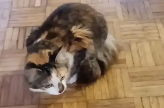 Animaux perdus , photo: Chatte tricolore disparue à Mascaraàs