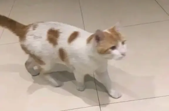 Animaux trouvés Paris, photo: Chat perdu retrouvé Boulevard Morland