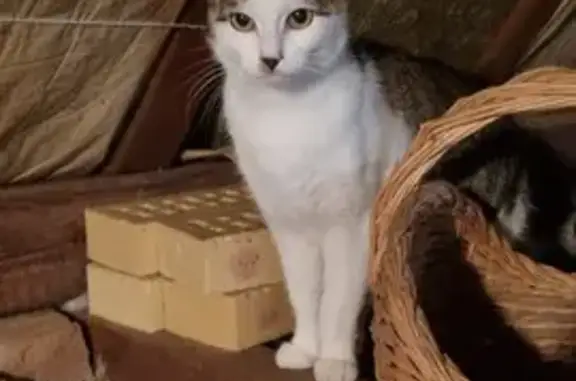 Animaux trouvés , photo: Chatte blanche/tigrée perdue à Ostheim