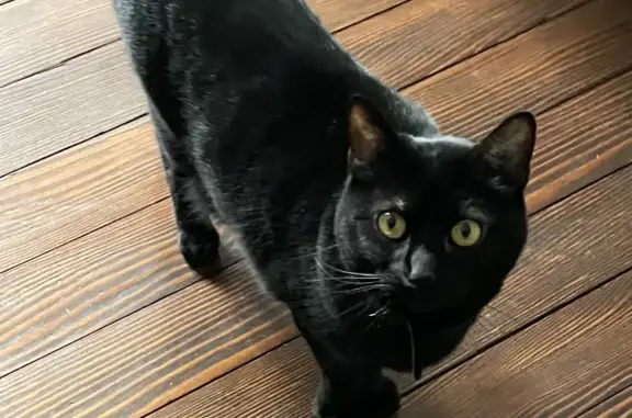 Animaux perdus Bar-le-Duc, photo: Chat noir disparu à Bar-le-Duc