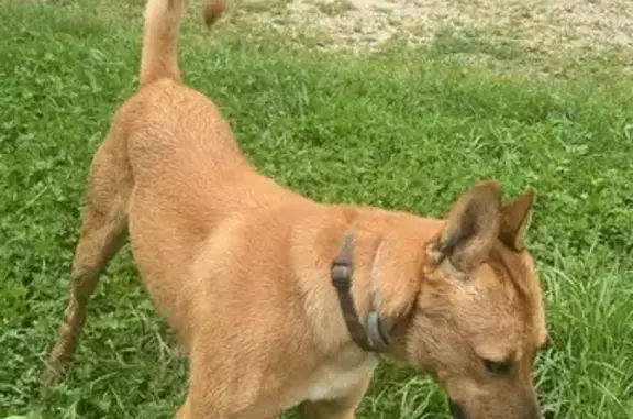 Chien marron perdu au Parc Essert - photo