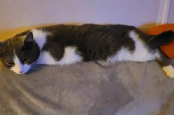 Chat perdu, Tassin-la-Demi-Lune, photo: Chat blanc/gris perdu près déchèterie