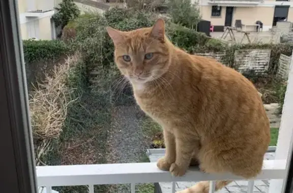 Chat perdu, Les Ponts-de-Cé, photo: Chat Roux Perdu - Les Ponts-de-Cé