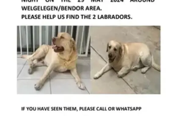 Lost Labradors in Polokwane - Help Find Them!