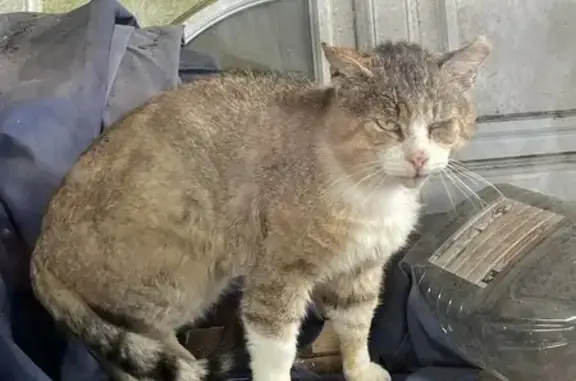 Chat roux et blanc trouvé à Bethon - photo