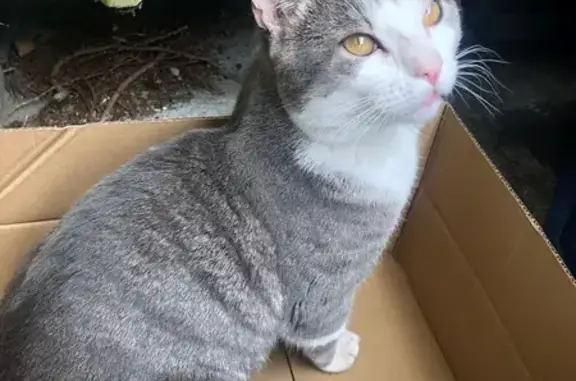 Animaux trouvés Roubaix, photo: Chat type ragdoll perdu à Roubaix