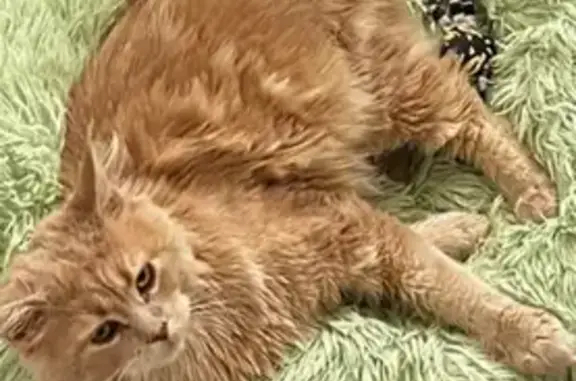 Animaux perdus La Membrolle-sur-Choisille, photo: Chat perdu à La Membrolle 11h