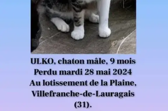 Chat gris tigré disparu, p. blanche - photo