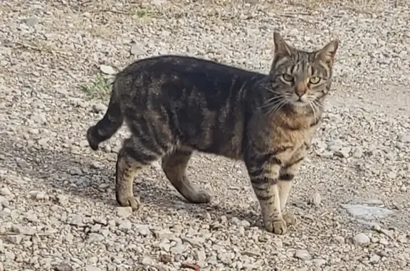 Chat tigré disparu à Mazirot - photo