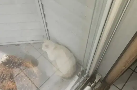 Found: Sweet White & Tan Cat in Kentwood, MI