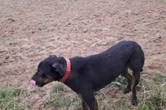 Chien noir et brun trouvé à Ponsas - photo