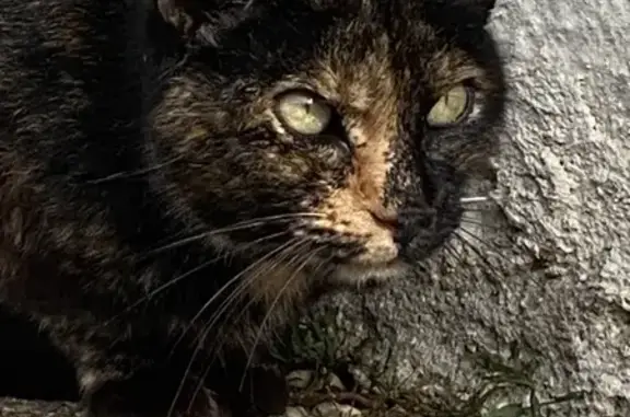 Chat écaille trouvé à Tignieu - photo