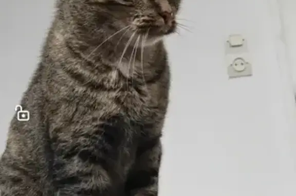 Chat perdu, Orléans, photo: Chatte tigrée perdue à Orléans