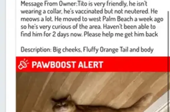 Lost Fluffy Orange Cat - South Flagler WPB