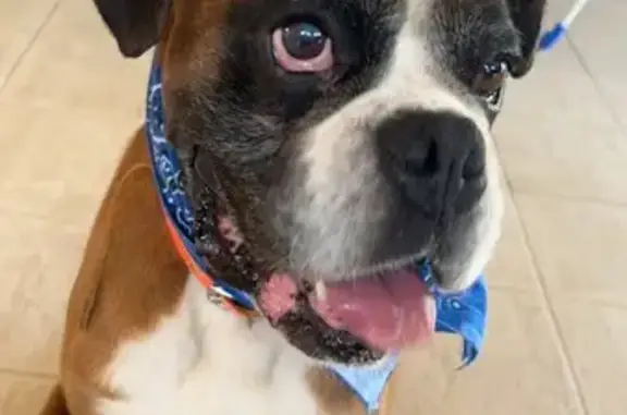 Chien perdu Lucciana, photo : Boxer perdu: œil greffé, pucé