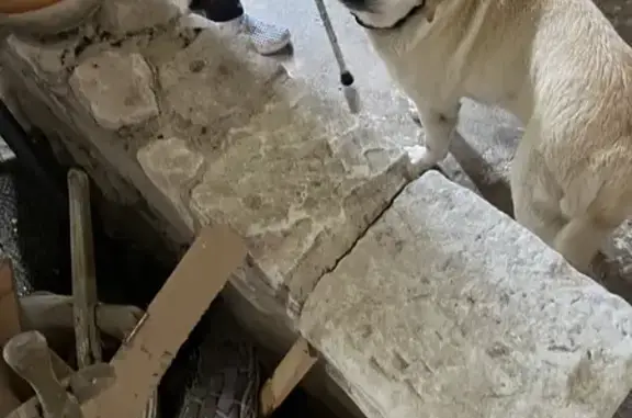 Labrador Sénior Trouvé à Savigny - photo