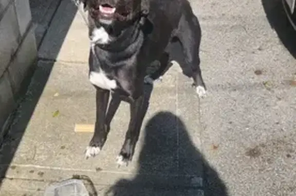 Found Dog: Black Male with Unique Paws!