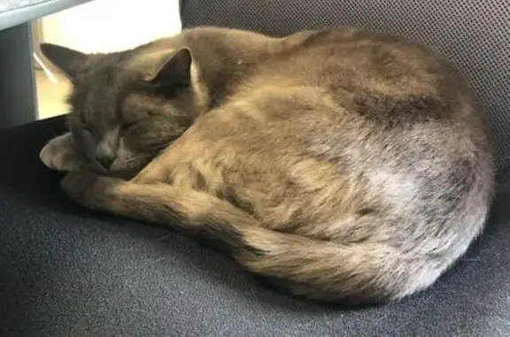 Chat gris mâle docile trouvé à St André - photo