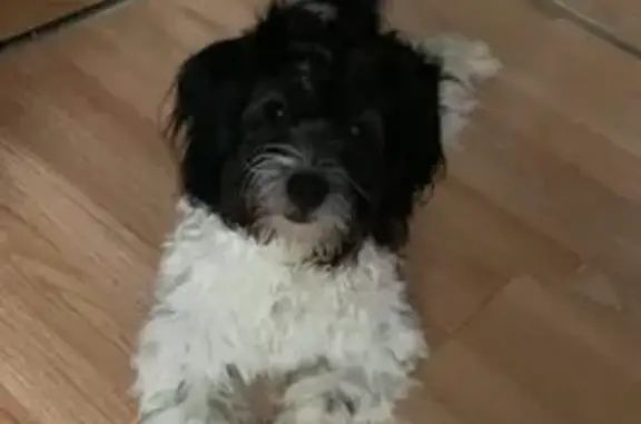 Chien perdu retrouvé à Roubaix - photo