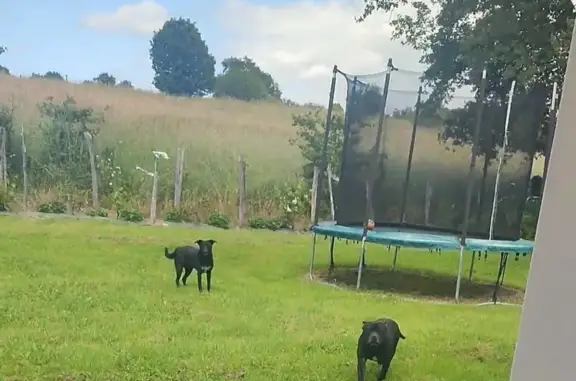 Trouvé: 2 chiens noirs jeunes - photo