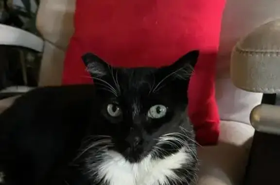 Lost Elderly Tuxedo Cat - No Teeth, Henderson!