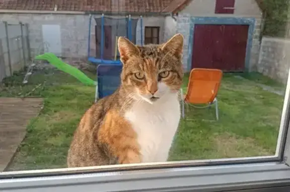 Chat errant cherche famille - photo