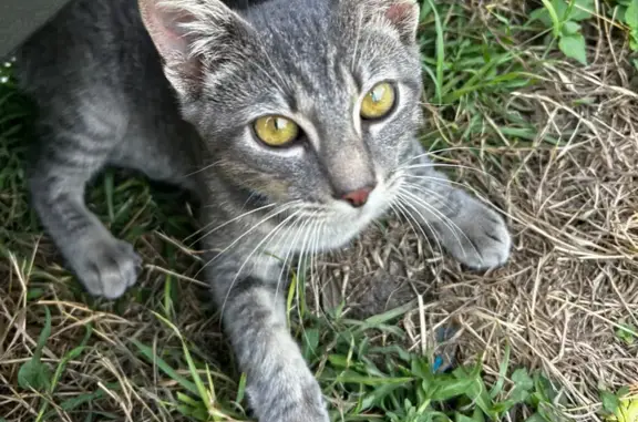 Found Cat: Grey, Blue Collar near Woodlawn!