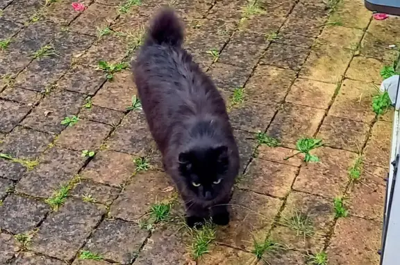 Animaux trouvés La Ferté-Saint-Aubin, photo: Chat angora noir trouvé à La Ferté