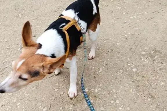 Animaux trouvés Pithiviers, photo: Chien Jack Russel trouvé à Pithiviers