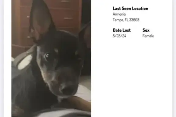 Lost Black & Brown Chihuahua - West Ferris Ave