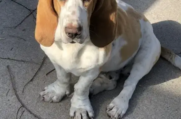 Lost Bassett Hound: Help Find Our Tan Pup!